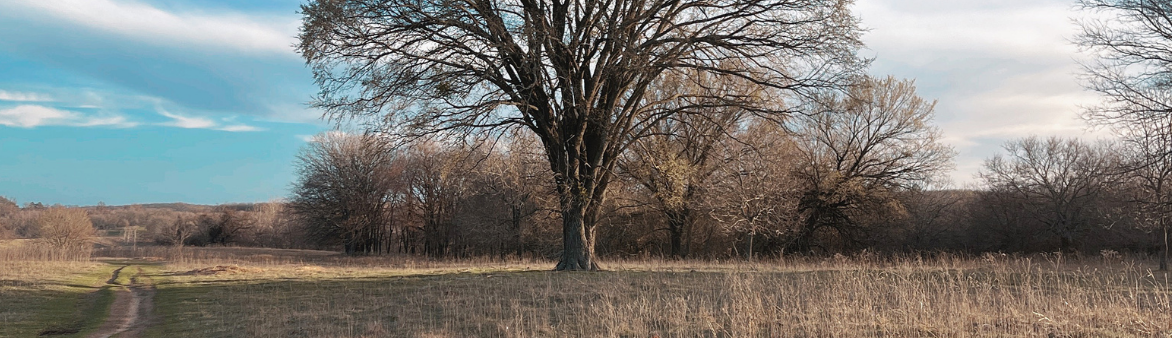 trees