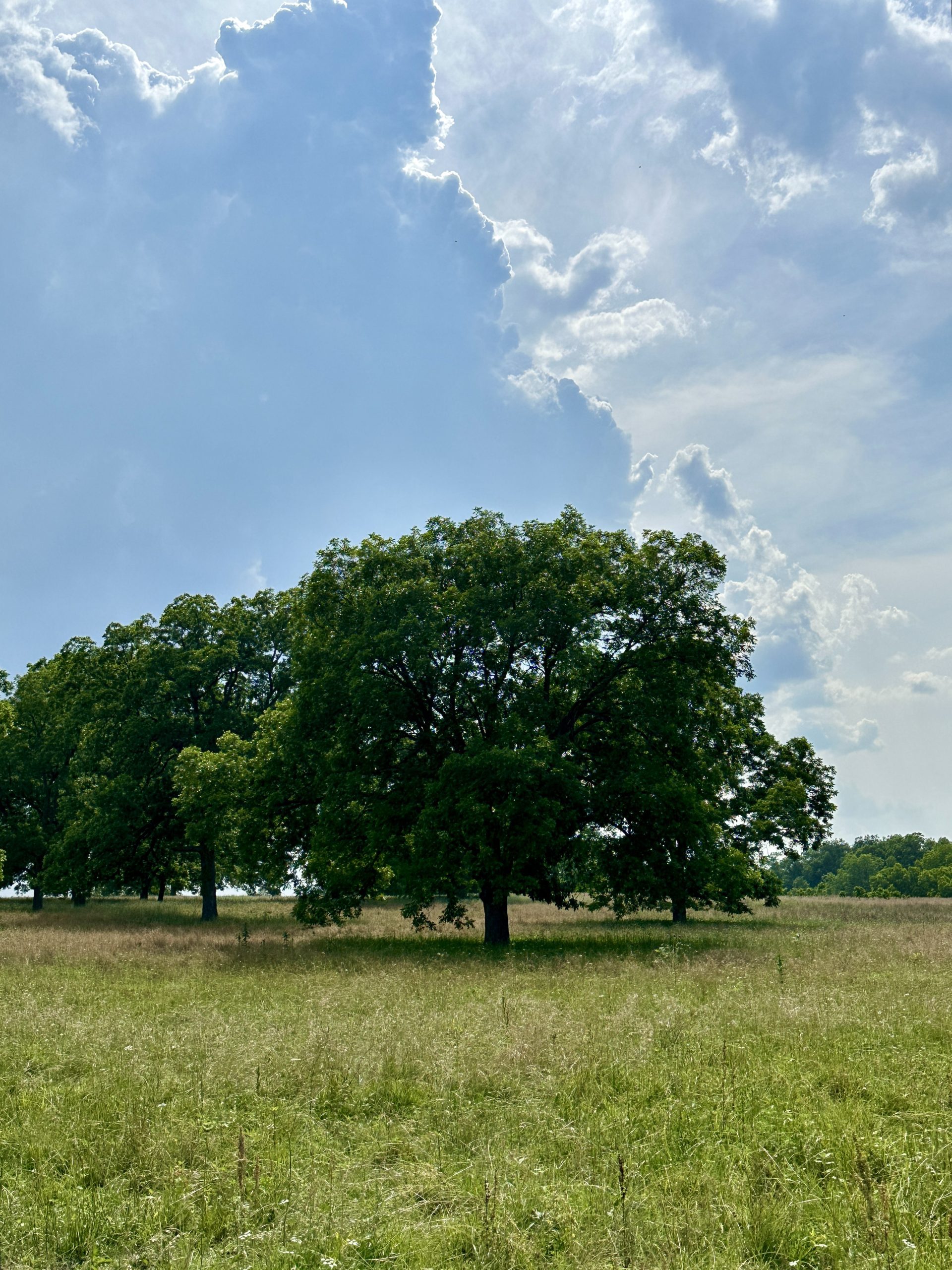 Best Fasteners: A Comparison of Mato and Alligator Rivets