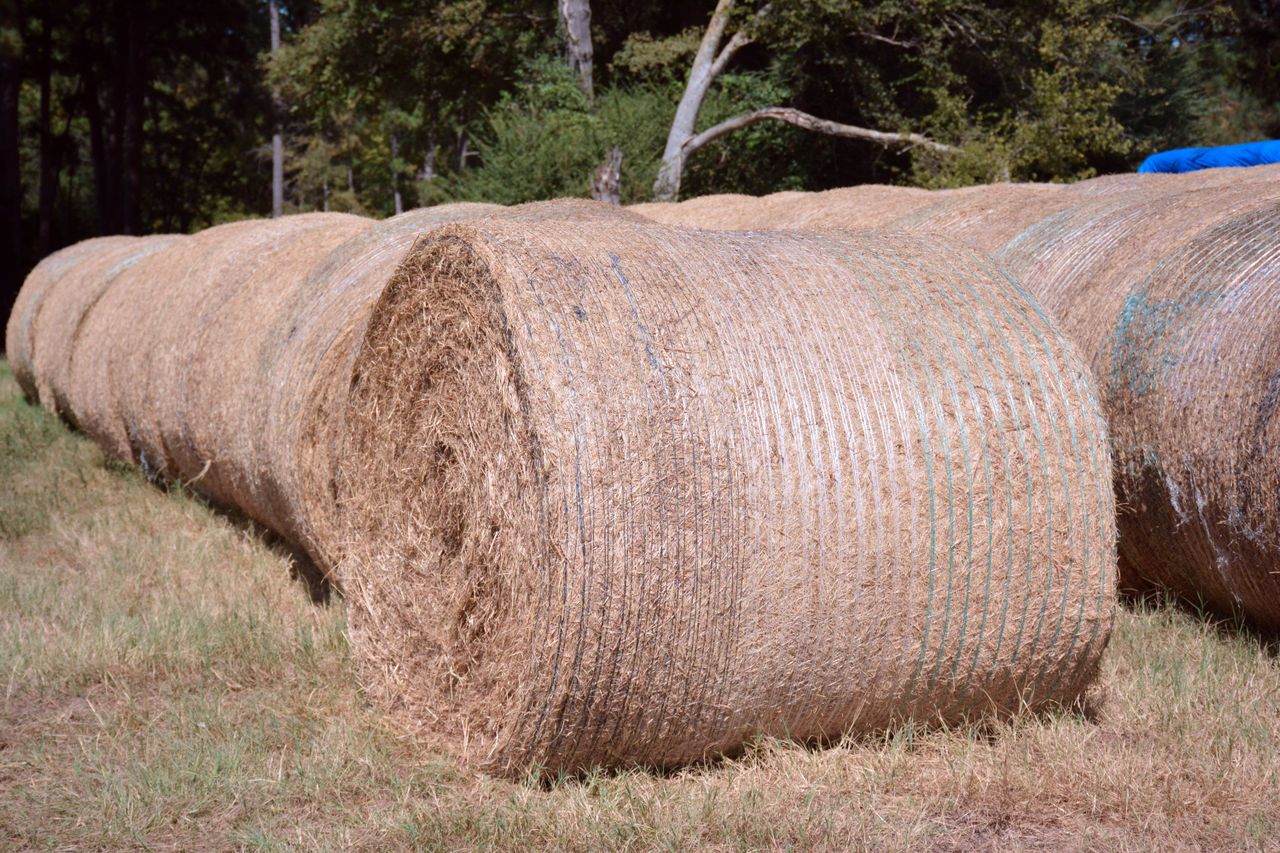 Baler Belt