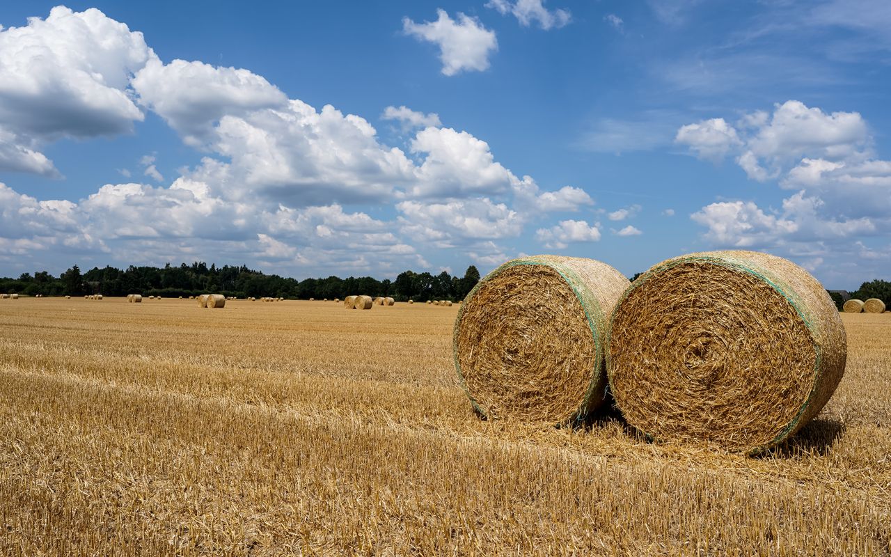 Baler Belts