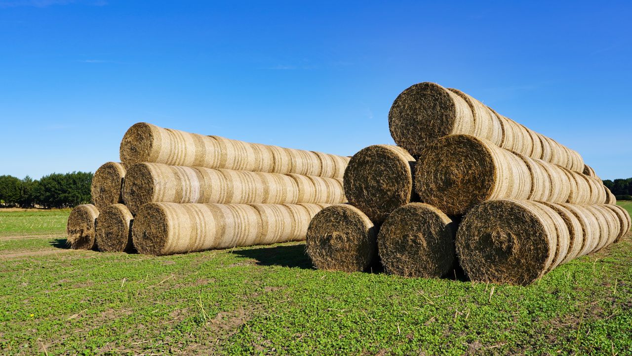 Baler Belt